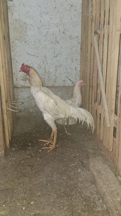 Шоже сатам срочно