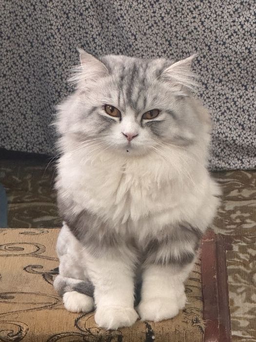 Продам кота порода Хайленд