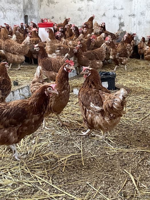 Gaini rosii ouatoare Isa Brown , Probota !