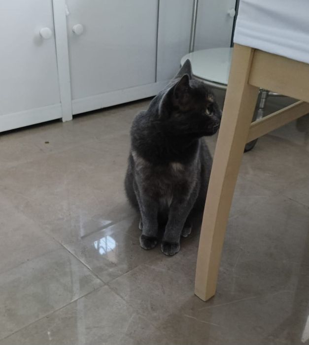 Кошка домашняя в добрые руки