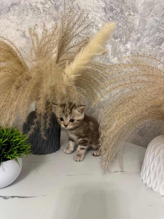 Котята британцы.