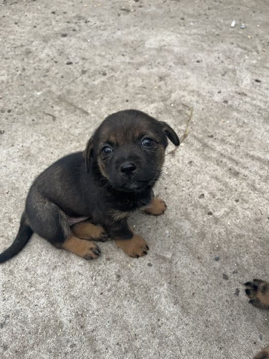 Catei de talie mica adoptie. donez catel de curte. Dau spre adoptie câine