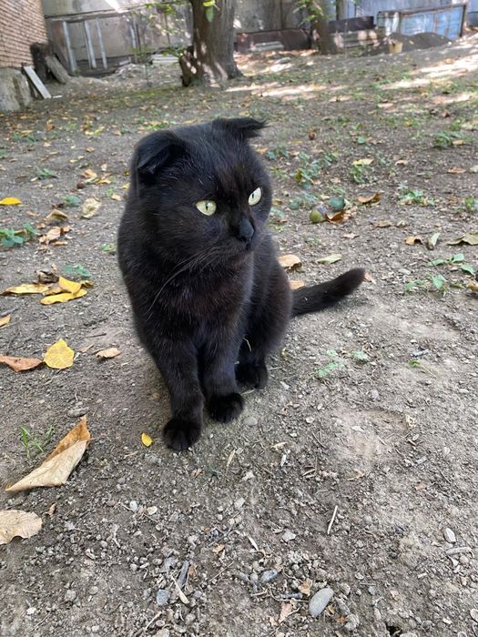 Отдам кота в хорошем руки