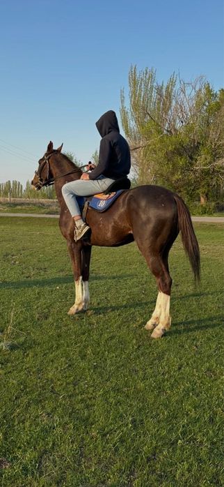 Жеребец Айгыр Лошадь