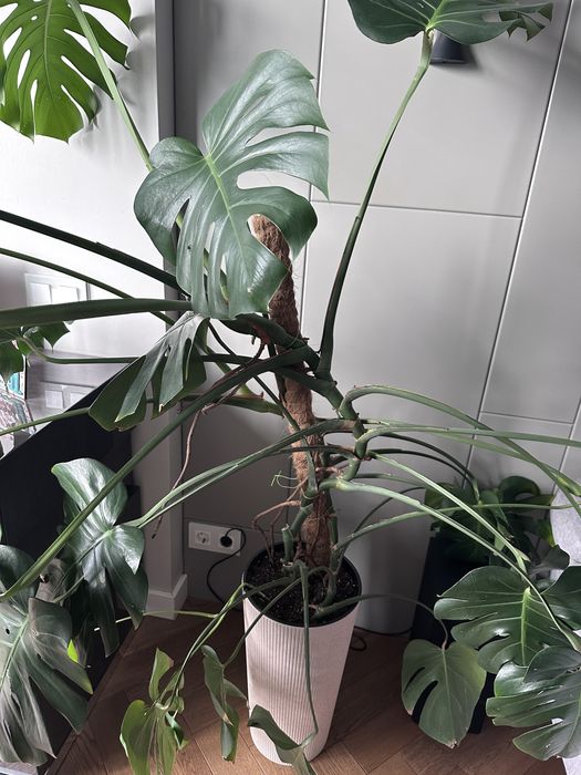 Монстера деликатная