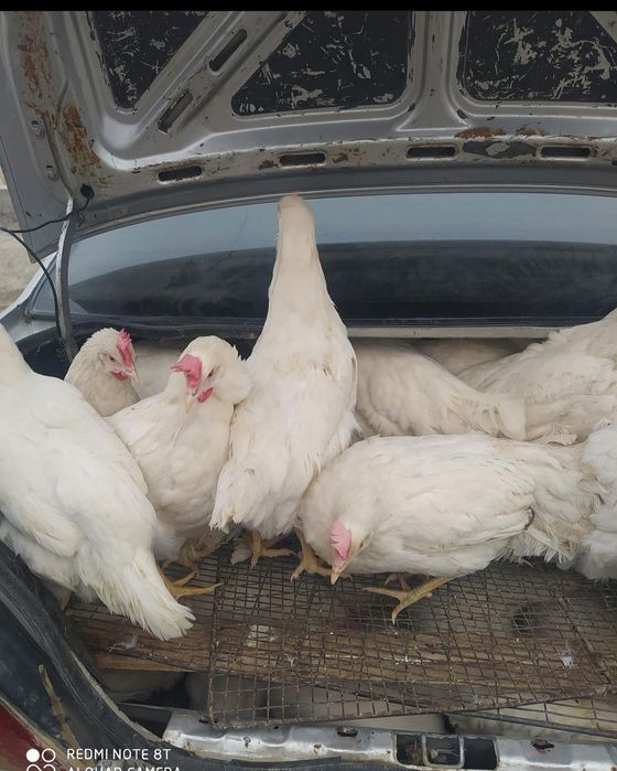 Tovuqlar sotiladi loman sendi