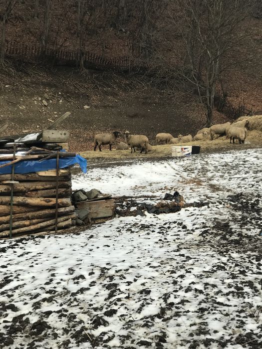 Vând 30 oi cu miei,900 lei(oaie și miel)-preț discutabil