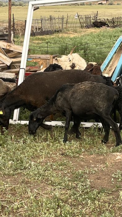 Продаю Кошкар находиться в Караганде