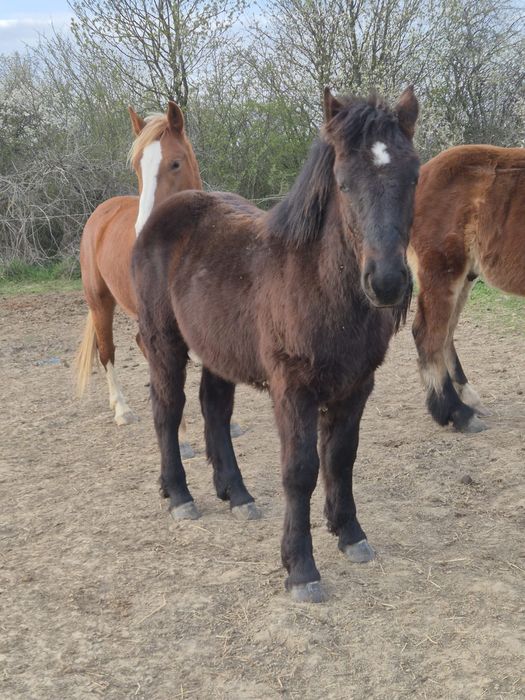 Manz negru de vanzare