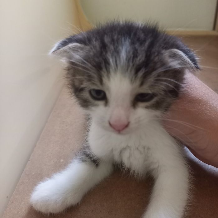 Вислоухие  котята 1,5 месяц