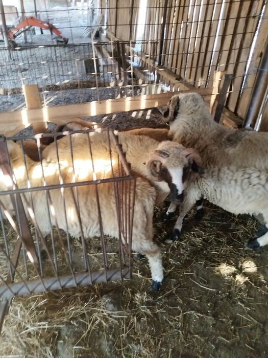 Vând berbeci Turcan miori