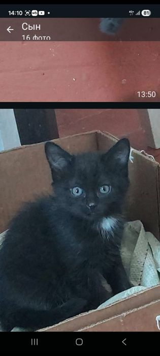 Отдам котят в добрые руки