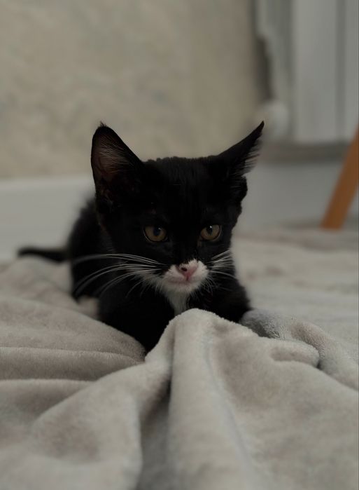 Котёнок ищет дом