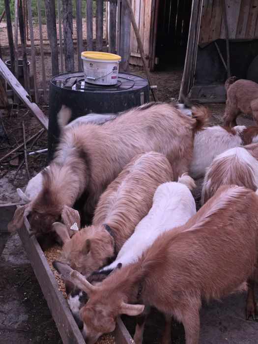 Țap nubian pentru prasila.