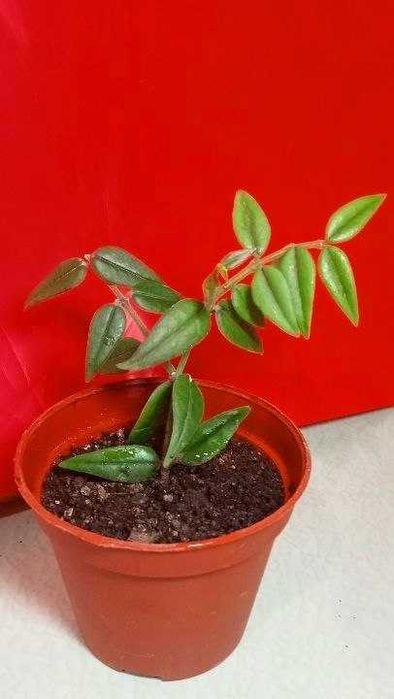 Продам. Хойя прекрасная или Белла