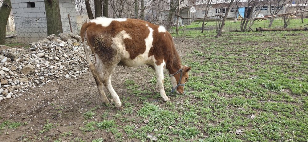 Ұрғашы бұзау  сатылады