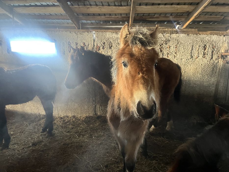 Продам Жеребят цена договарная