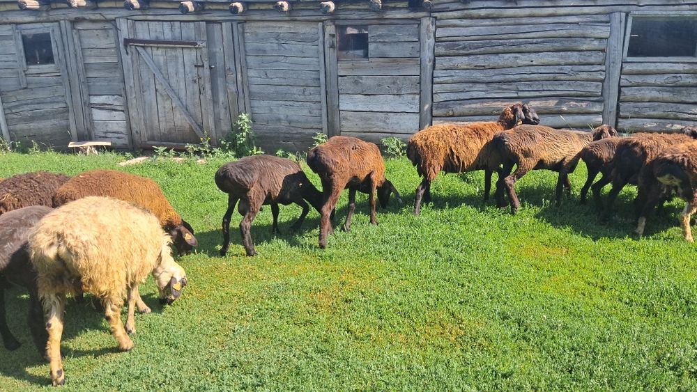 Продам гиссар 6-12 месяцев