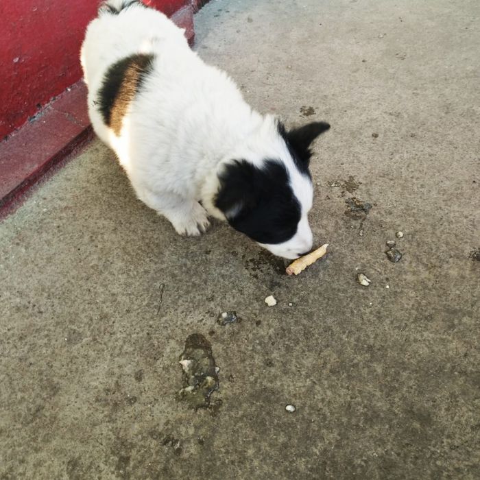 Отдам хороших щенят