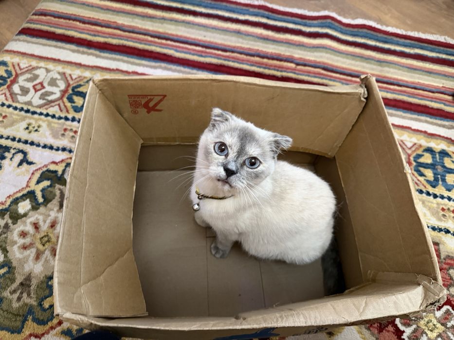 Отдам котят в добрые руки