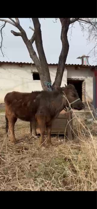 Жақсы порода қашар сатылады