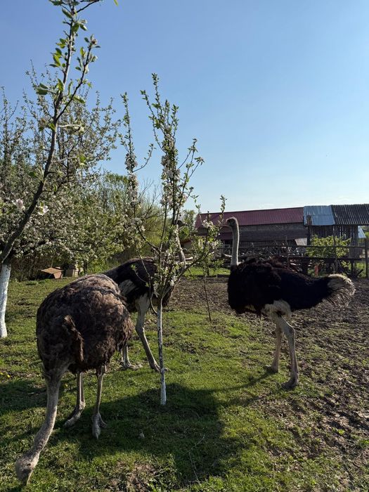 Vand familie struți 1an 9 lunj