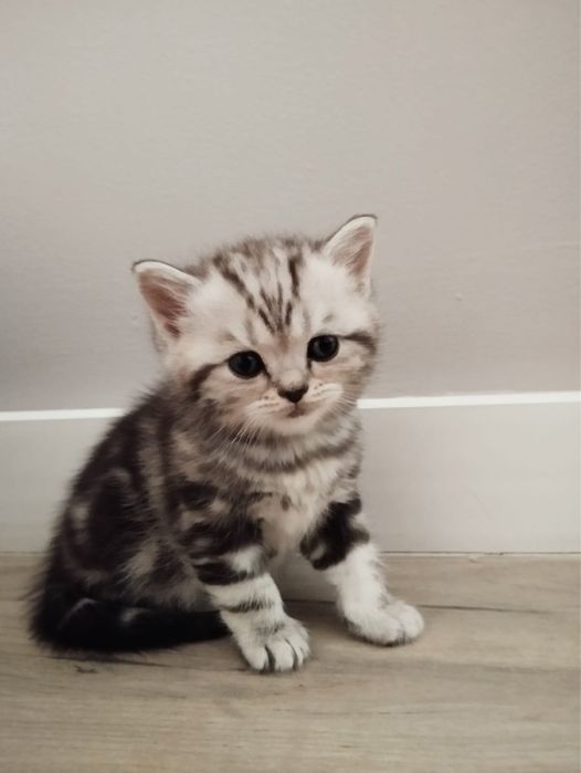 Котята Scottish Straight