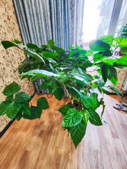 Цветок китайской розы.