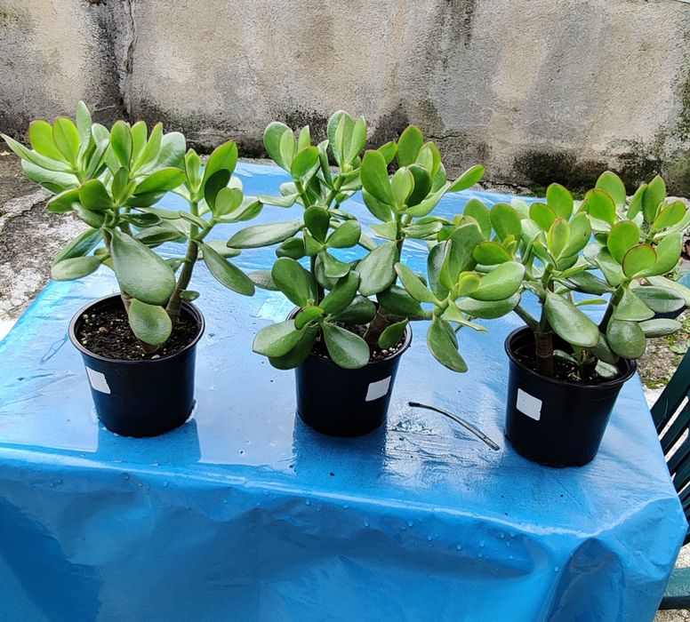 Crassula ovata pomul cu bani