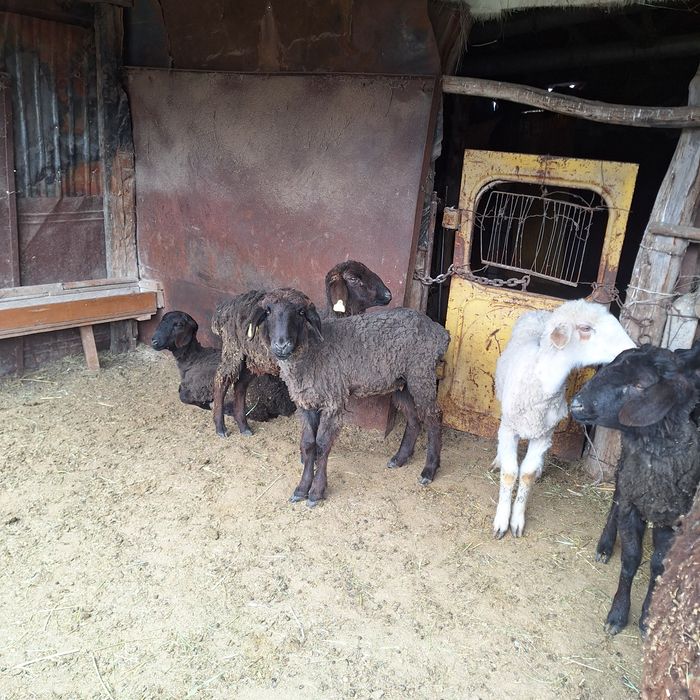 Продам овец токты