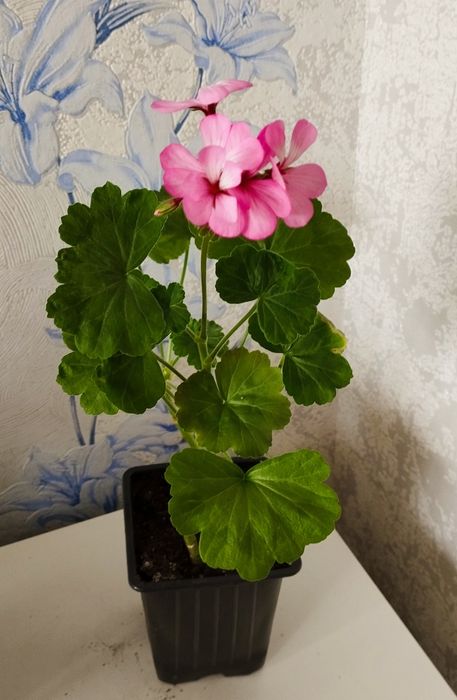 Комнатные цветы.
