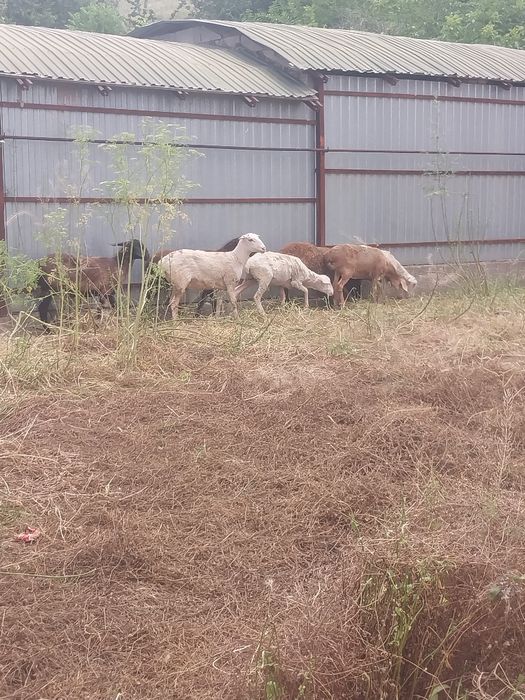 Продам жирных баран