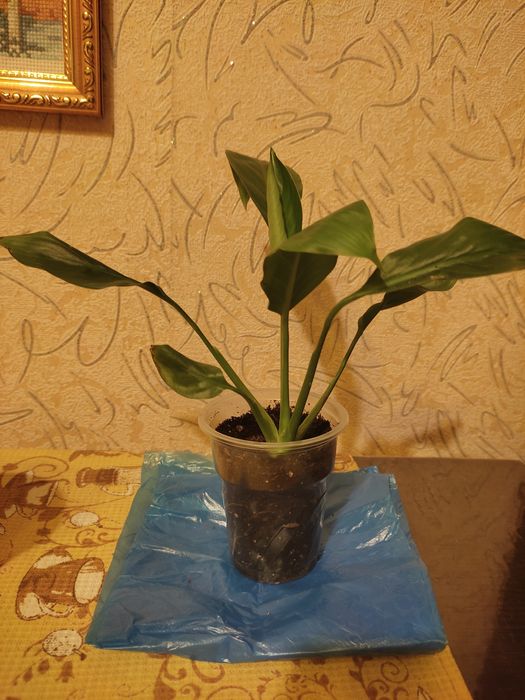 Комнатный цветок спатифиллум