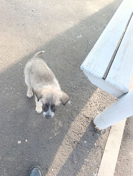 Щенок. Маленький ласковый