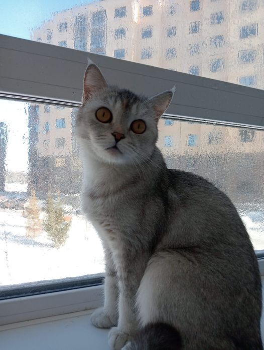 Кошка серая девочка