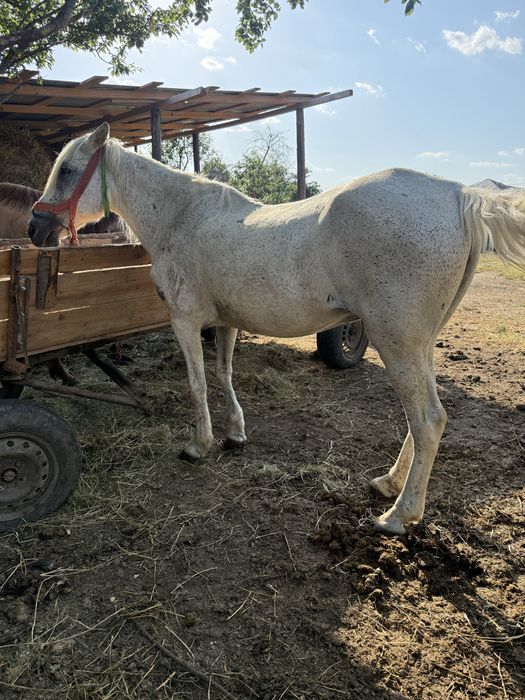Iapă de 9 anii fără defecte