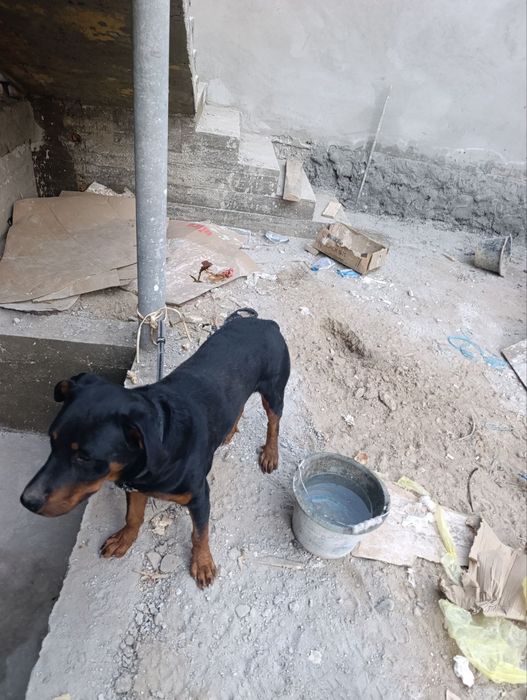 Ротвеллер ўргатилган