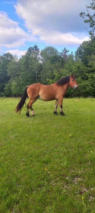 Iapa de vânzare, gestantă în 9 luni