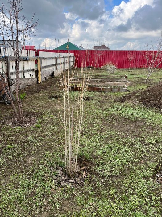 Продам пирамидальные тополя