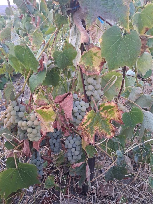 Vând struguri pentru vin