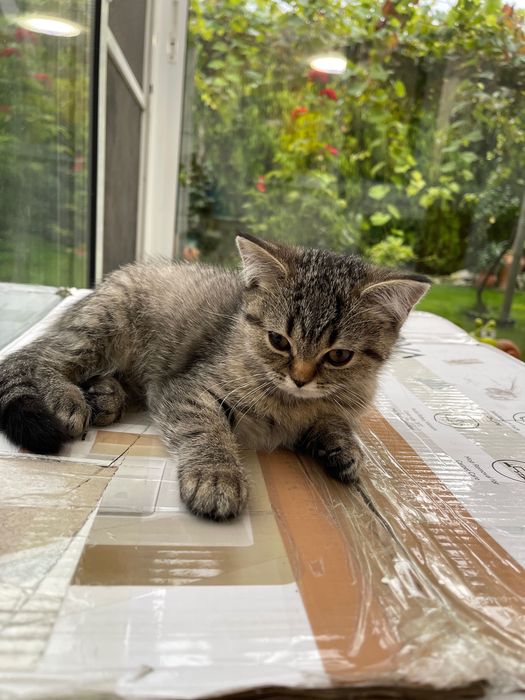 Британски котенца