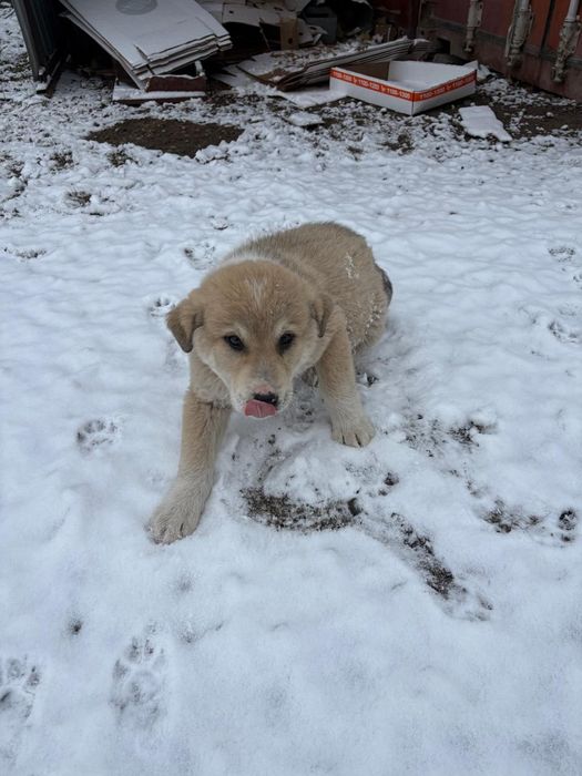 Отдам даром щенка