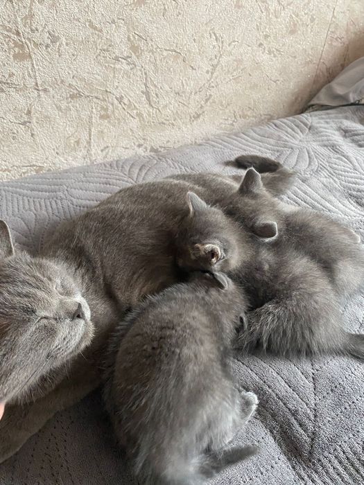 Британские котята