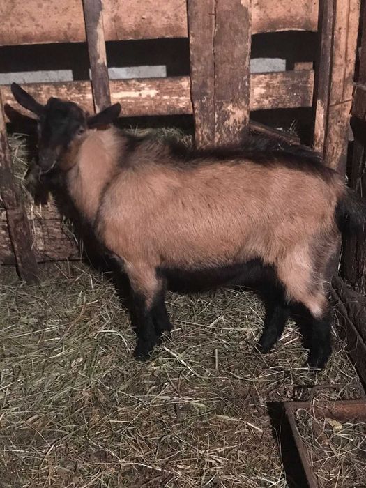 Tap de vânzare 600 lei