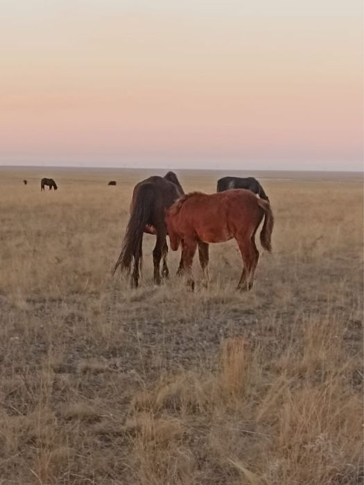 Кобылы с женебятами