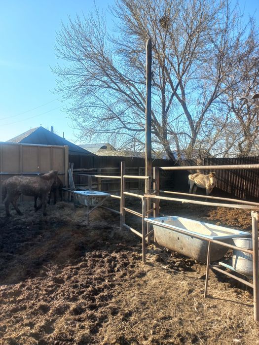 Қысыр бие құнан байтал сатылады откормда