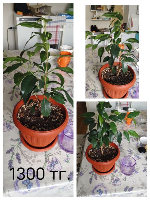 Фикусы, сансевьеры