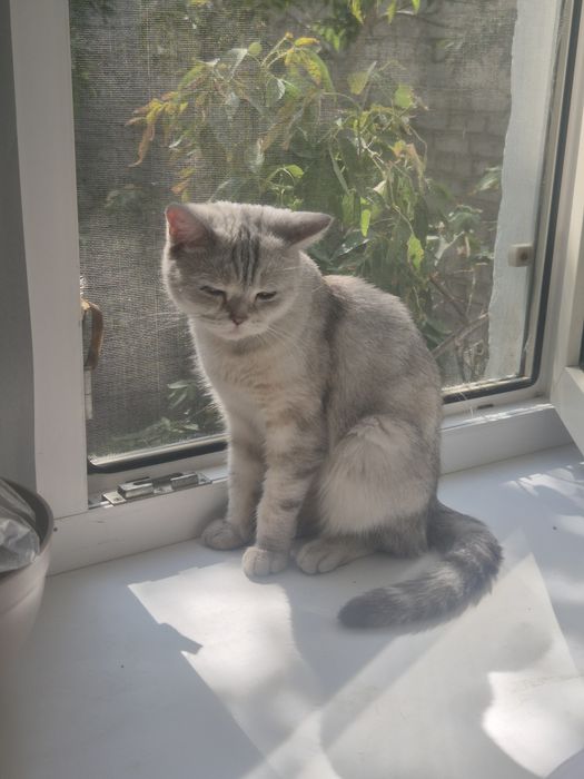 Кошка. Британская короткошерстная