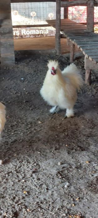 Vand cocosi matase japoneza