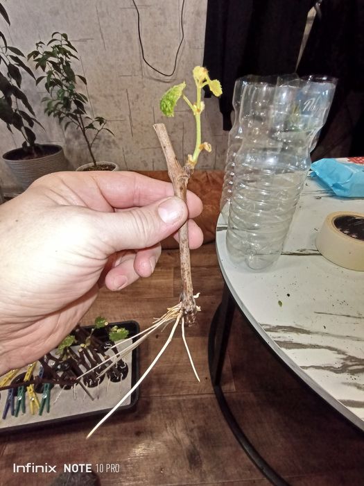 Виноград продажа саженцев